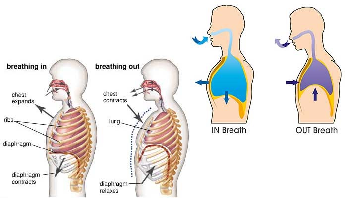 When i m out of breath. The breathing process. Breath in Breath out. Breathing reference. The benefit of Diaphragm breathing.